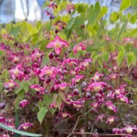 Epimedium rubrum