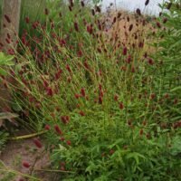 Sanguisorba b. p.