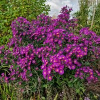 Aster b.p.(1)