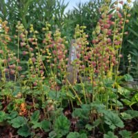 Tellima ‘Forest Frost’