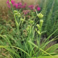 Hemerocallis ‘Wigged Out’