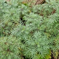 Anthemis tinctoria ‘Lemon Ice’