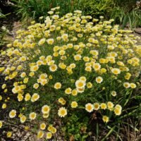 Anthemis tinctoria ‘Lemon Ice’