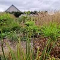 Hemerocallis ‘Wigged Out’