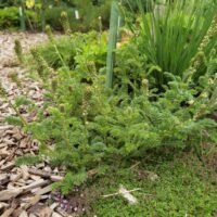Acaena myriophylla