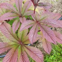 Rodgersia ‘Bronze Peacock’