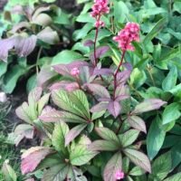Rodgersia ‘Bronze Peacock’