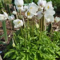 Anemone sylvestris