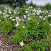Anemone sylvestris