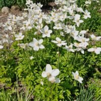 Anemone sylvestris