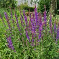 Salvia nemorosa ‘Tanzerin’