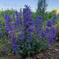 Nepeta ‘Cat’s Pajamas’