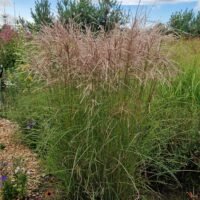 Miscanthus sinensis ‘Kleine Fontane’