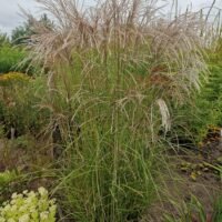 Miscanthus sinensis ‘Kleine Fontane’