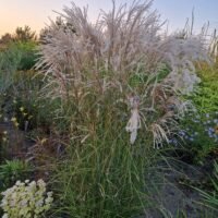 Miscanthus sinensis ‘Kleine Fontane’