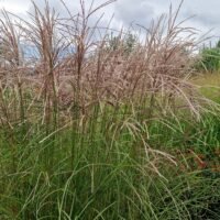 Miscanthus sinensis ‘Kleine Fontane’