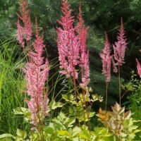 Astilbe ‘Mighty Pip’