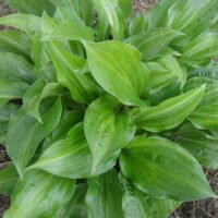 Hosta ‘Korean Snow’