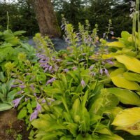 Hosta ‘Korean Snow’