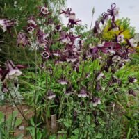 Aquilegia vulgaris ‘William Guiness’