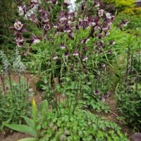 Aquilegia vulgaris ‘William Guiness’