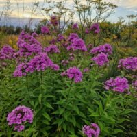 Phlox paniculata ‘Hesperis’