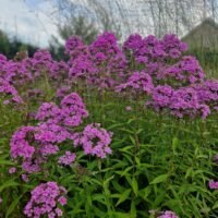 Phlox paniculata ‘Hesperis’