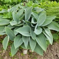 Hosta ‘Holcyon’