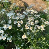 Achillea ptarmica ‘The Pearl’