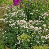 Achillea ptarmica ‘The Pearl’