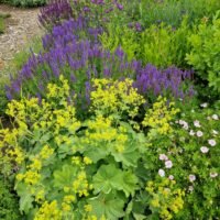 Alchemilla molis ‘Thriller’