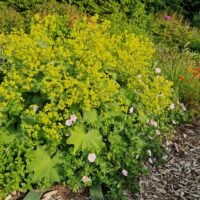 Alchemilla molis ‘Thriller’