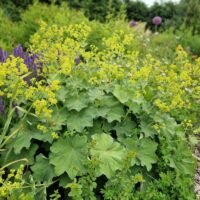 Alchemilla molis ‘Thriller’