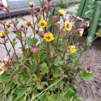 Geum ‘Tempo Yellow’