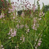 Physostegia angustifolia