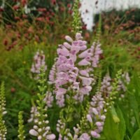 Physostegia angustifolia
