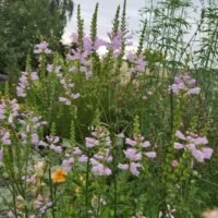 Physostegia angustifolia