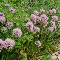 Allium senescens ‘Lisa Green’