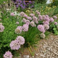 Allium senescens ‘Lisa Green’