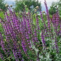 Salvia x sylvestris ‘Serenade’