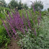 Salvia x sylvestris ‘Serenade’