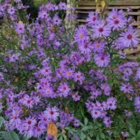 Aster novi-belgii ‘Treffpunkt’