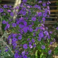 Aster novi-belgii ‘Treffpunkt’