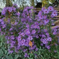 Aster novi-belgii ‘Treffpunkt’
