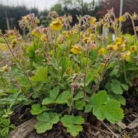 Geum ‘Lemon Drops’