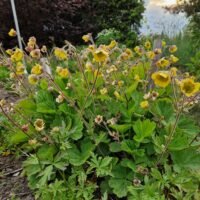 Geum ‘Lemon Drops’