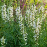 Lythrum ‘Elfen Spiele’