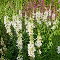Lythrum ‘Elfen Spiele’