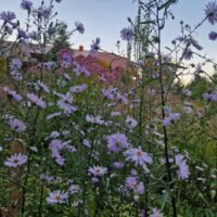 Aster laevis ‘Black Ice’