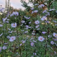 Aster laevis ‘Black Ice’